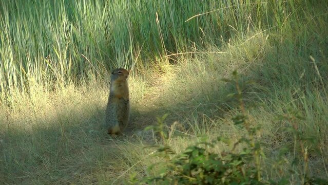 Uinta Ground Squirrel stands on two hinds in field
Uinta Ground Squirrel in Banff National Park  Canada
