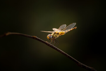 Perching dragonfly