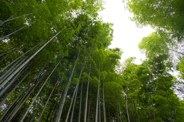 Fototapeta na wymiar そそり立つ青竹が綺麗な竹林。直線的な緑と見上げた空の美しさ。