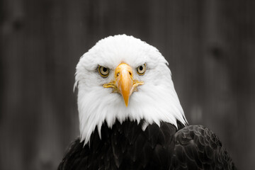 Bald eagle looking directly at you