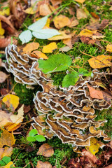 A closeup shot of turkey tail mushrooms,