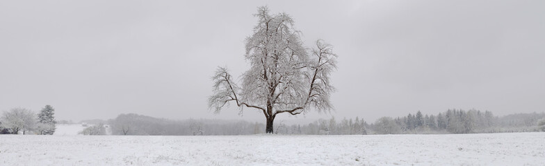 Fototapeta na wymiar Single tree on a snow covered field