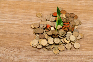 Plant growing out of golden coins