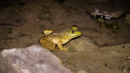 Selective focus North American bull frog sits in the river shallows waiting to ambush prey