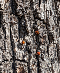 Ladybugs occupying tree bark during swarming