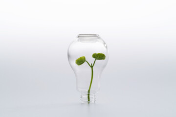 Green plant grow in light bulb