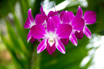 Purple orchid flowers on green background.