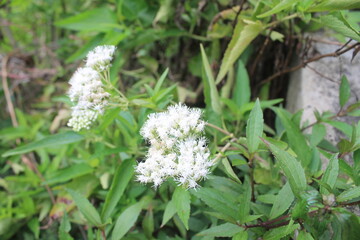 Eupatorium flower background blur during the day


