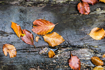 Autumn leaves on old wet wood
