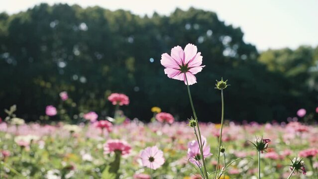 Beautiful Cosmos flowers blooming in the nature and moving by the wind. Cosmos are annual flowers with colorful, daisy-like flowers, 4k slow motion footage close up backlit view.