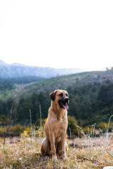 Anatolian shepherd dog sits on a mountain path