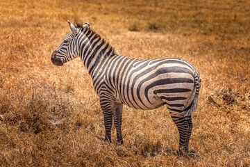 Fototapeta na wymiar A Zebra in the grasslands of the Serengeti, Tanzania
