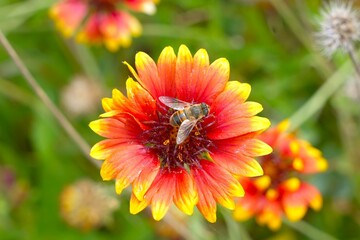 bee on flower