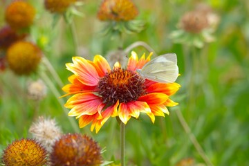 red and yellow flower
