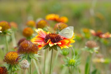 butterfly on flower