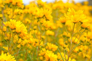field of yellow flowers