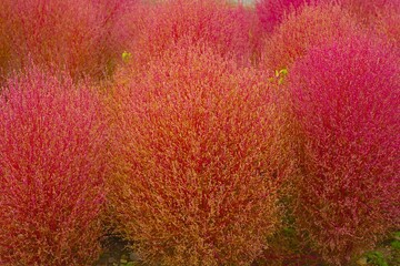 background of red and yellow flowers