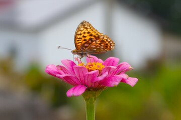 butterfly on flower