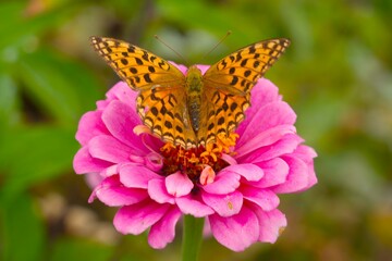 butterfly on flower