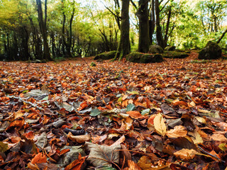 Brown and orange leaf on the ground in a forest park. Fall or autumn season concept. Sun glow. Nobody. Barna woods, Galway city, Ireland.