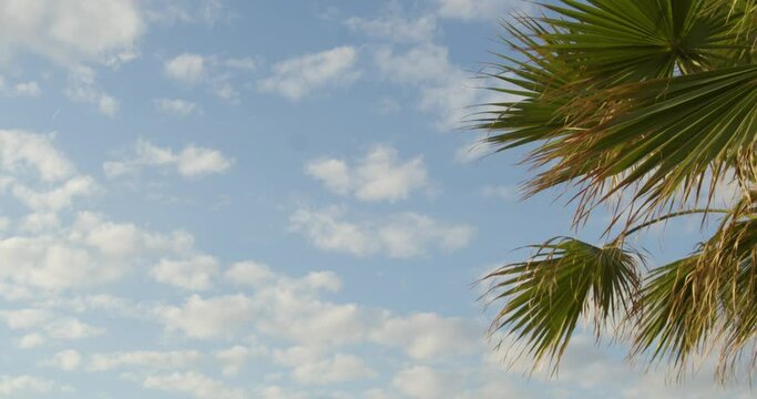Light Blue Sky With White Clouds and Tropical Palm Tree in Cyprus, Slow Motion