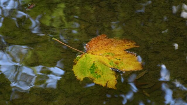 maple leaf swimming on a slow running creek