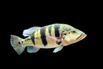 Large cichla azul fish on black background