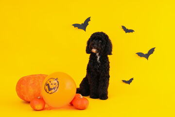 Concept of Halloween, Dog and Halloween accessories on yellow background