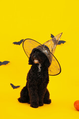 Concept of Halloween, Dog and Halloween accessories on yellow background