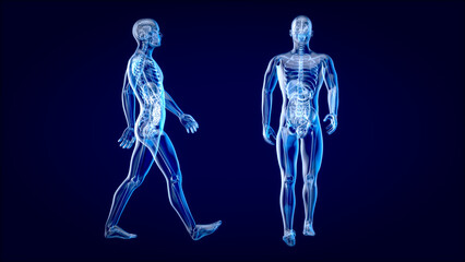 3D Anatomy concept of a Xray man