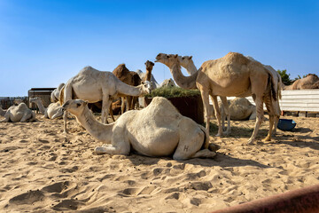Camels at the Al Hofuf camel and sheep market, Saudi Arabia