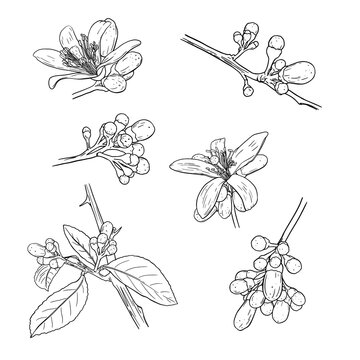 Citrus Neroli flowers set. Ink sketch. Hand drawn vector illustration isolated on white background.