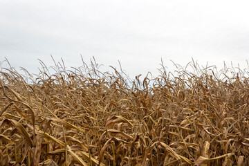 Dry isolated corn in autumn in the field. Place to write