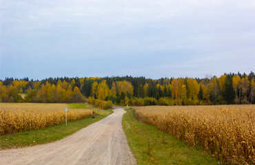 Naklejka premium Autumn forest nature. Landscape of nature with a field of corn along the road and a forest out of focus. Blurred landscape