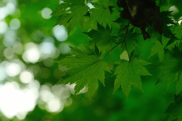 Fototapeta na wymiar Beautiful green tree leaves in the garden