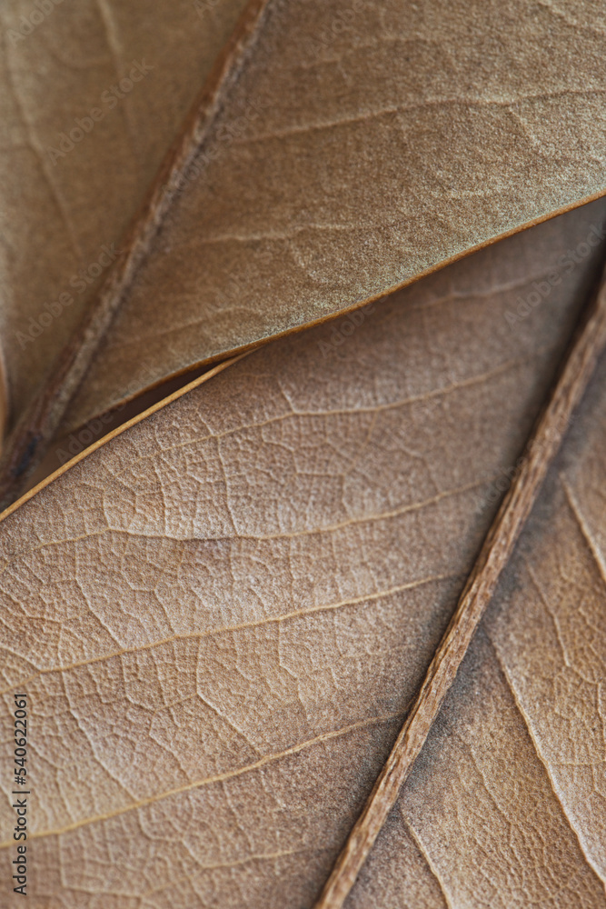 Wall mural natural background - beige autumn dry leaf with veins close up