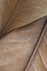 natural background - beige autumn dry leaf with veins close up