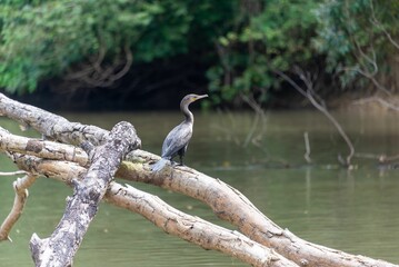 Great black cormorant standing on dead tree trunk over the river