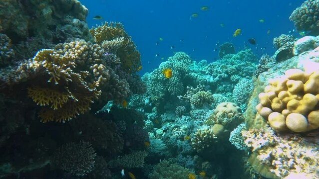 Colorful tropical coral reef. Underwater fishes and corals in Ras Mohamed national park Sharm el Sheikh, Egypt