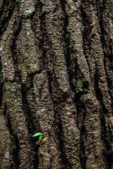 Obraz premium tree texture