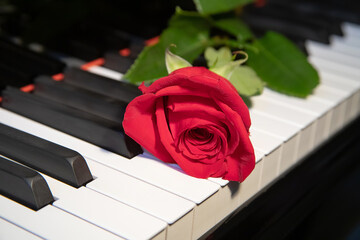 A bright red rose lies on a black and white piano keyboard, a flower and music, a symbol