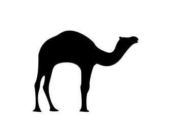 silhouette of a camel on a white background