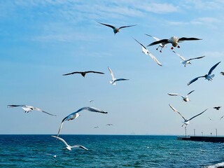 Flock of seagulls flying over the Baltic sea in Gdynia, Poland