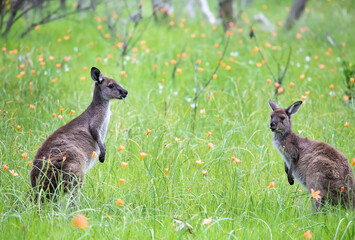 Two cute wild kangaroos are grazing on the green grass meadow with flowers, Australian wildlife