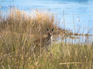 Kangaroo is hiding in the grass on the shore of the lake. Australian natural wildlife