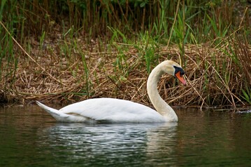 Obraz premium swan swimming on the danube river in the autumn