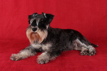 miniature schnauzer on red background 