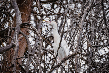 Egret by Lake Naivasha, Kenya