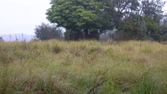 Two Kangeroos jump away in rainy weather while in high grass in a national park on the far south coast of NSW.