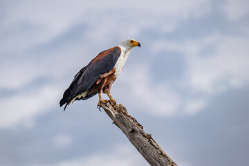 African Fish-Eagle on the lookout in Lake Naivasha, Kenya